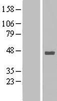 STOML1 Protein - Western validation with an anti-DDK antibody * L: Control HEK293 lysate R: Over-expression lysate