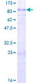 STON1 Protein - 12.5% SDS-PAGE of human STON1 stained with Coomassie Blue