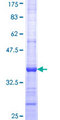 STON1 Protein - 12.5% SDS-PAGE Stained with Coomassie Blue.