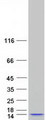 STRA13 Protein - Purified recombinant protein CENPX was analyzed by SDS-PAGE gel and Coomassie Blue Staining