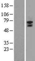 STRA6 Protein - Western validation with an anti-DDK antibody * L: Control HEK293 lysate R: Over-expression lysate