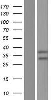 STRADA / LYK5 Protein - Western validation with an anti-DDK antibody * L: Control HEK293 lysate R: Over-expression lysate