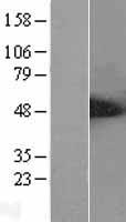 STRADB / ALS2CR2 Protein - Western validation with an anti-DDK antibody * L: Control HEK293 lysate R: Over-expression lysate