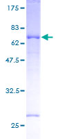 STRADB / ALS2CR2 Protein - 12.5% SDS-PAGE of human STRADB stained with Coomassie Blue