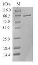 STRAP / MAWD Protein - (Tris-Glycine gel) Discontinuous SDS-PAGE (reduced) with 5% enrichment gel and 15% separation gel.