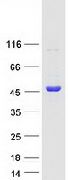 STRAP / MAWD Protein - Purified recombinant protein STRAP was analyzed by SDS-PAGE gel and Coomassie Blue Staining