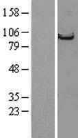 STRN / Striatin Protein - Western validation with an anti-DDK antibody * L: Control HEK293 lysate R: Over-expression lysate