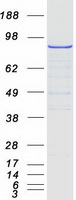 STRN / Striatin Protein - Purified recombinant protein STRN was analyzed by SDS-PAGE gel and Coomassie Blue Staining