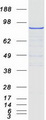 STRN / Striatin Protein - Purified recombinant protein STRN was analyzed by SDS-PAGE gel and Coomassie Blue Staining