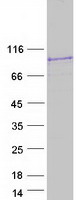 STRN4 Protein - Purified recombinant protein STRN4 was analyzed by SDS-PAGE gel and Coomassie Blue Staining