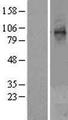 STT3A / ITM1 Protein - Western validation with an anti-DDK antibody * L: Control HEK293 lysate R: Over-expression lysate