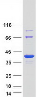 STUB1 / CHIP Protein - Purified recombinant protein STUB1 was analyzed by SDS-PAGE gel and Coomassie Blue Staining