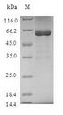 STX11 / Syntaxin 11 Protein - (Tris-Glycine gel) Discontinuous SDS-PAGE (reduced) with 5% enrichment gel and 15% separation gel.