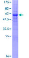 STX12 / Syntaxin 12 Protein - 12.5% SDS-PAGE of human STX12 stained with Coomassie Blue