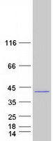 STX16 / Syntaxin 16 Protein - Purified recombinant protein STX16 was analyzed by SDS-PAGE gel and Coomassie Blue Staining