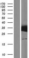 STX17 / Syntaxin 17 Protein - Western validation with an anti-DDK antibody * L: Control HEK293 lysate R: Over-expression lysate