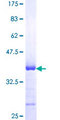 STX18 / Syntaxin 18 Protein - 12.5% SDS-PAGE Stained with Coomassie Blue.