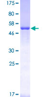 STX1A / Syntaxin 1A Protein - 12.5% SDS-PAGE of human STX1A stained with Coomassie Blue