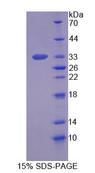 STX1A / Syntaxin 1A Protein - Recombinant  Syntaxin 1A, Brain By SDS-PAGE