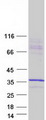 STX1A / Syntaxin 1A Protein - Purified recombinant protein STX1A was analyzed by SDS-PAGE gel and Coomassie Blue Staining