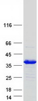 STX1B / Syntaxin 1B Protein - Purified recombinant protein STX1B was analyzed by SDS-PAGE gel and Coomassie Blue Staining