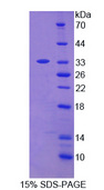 STX2 / Syntaxin 2 Protein - Recombinant Syntaxin 2 By SDS-PAGE