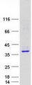 STX2 / Syntaxin 2 Protein - Purified recombinant protein STX2 was analyzed by SDS-PAGE gel and Coomassie Blue Staining
