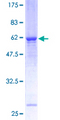 STX3 / Syntaxin 3 Protein - 12.5% SDS-PAGE of human STX3A stained with Coomassie Blue