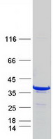 STX3 / Syntaxin 3 Protein - Purified recombinant protein STX3 was analyzed by SDS-PAGE gel and Coomassie Blue Staining