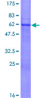 STX4 / Syntaxin 4 Protein - 12.5% SDS-PAGE of human STX4A stained with Coomassie Blue