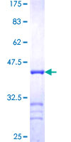 STX4 / Syntaxin 4 Protein - 12.5% SDS-PAGE Stained with Coomassie Blue.