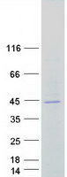 STX4 / Syntaxin 4 Protein - Purified recombinant protein STX4 was analyzed by SDS-PAGE gel and Coomassie Blue Staining
