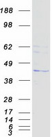 STX5 / Syntaxin 5 Protein - Purified recombinant protein STX5 was analyzed by SDS-PAGE gel and Coomassie Blue Staining