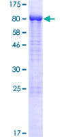 STXBP1 / MUNC18-1 Protein - 12.5% SDS-PAGE of human STXBP1 stained with Coomassie Blue