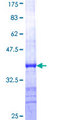 STXBP1 / MUNC18-1 Protein - 12.5% SDS-PAGE Stained with Coomassie Blue.