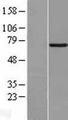 STXBP3 Protein - Western validation with an anti-DDK antibody * L: Control HEK293 lysate R: Over-expression lysate