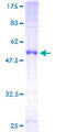 STXBP4 Protein - 12.5% SDS-PAGE of human STXBP4 stained with Coomassie Blue
