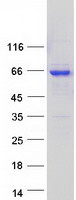 STXBP4 Protein - Purified recombinant protein STXBP4 was analyzed by SDS-PAGE gel and Coomassie Blue Staining
