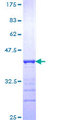 STYK1 Protein - 12.5% SDS-PAGE Stained with Coomassie Blue.