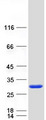 STYX Protein - Purified recombinant protein STYX was analyzed by SDS-PAGE gel and Coomassie Blue Staining