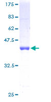 SUB1 Protein - 12.5% SDS-PAGE of human PC4 stained with Coomassie Blue
