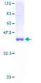 SUB1 Protein - 12.5% SDS-PAGE of human PC4 stained with Coomassie Blue