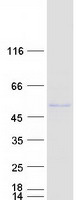 SUCLA2 Protein - Purified recombinant protein SUCLA2 was analyzed by SDS-PAGE gel and Coomassie Blue Staining