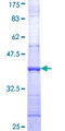 SUCLG1 / GALPHA Protein - 12.5% SDS-PAGE Stained with Coomassie Blue.
