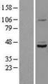 SUDS3 Protein - Western validation with an anti-DDK antibody * L: Control HEK293 lysate R: Over-expression lysate