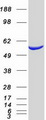 SUFU Protein - Purified recombinant protein SUFU was analyzed by SDS-PAGE gel and Coomassie Blue Staining