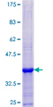 SUGCT / C7orf10 Protein