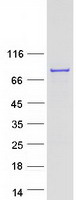 SUGP1 / SF4 Protein - Purified recombinant protein SUGP1 was analyzed by SDS-PAGE gel and Coomassie Blue Staining