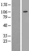 SULF2 / Sulfatase 2 Protein - Western validation with an anti-DDK antibody * L: Control HEK293 lysate R: Over-expression lysate