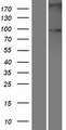 SULF2 / Sulfatase 2 Protein - Western validation with an anti-DDK antibody * L: Control HEK293 lysate R: Over-expression lysate